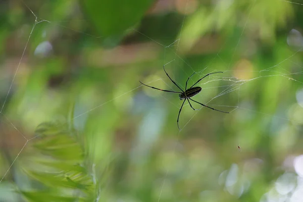 Spider Het Web Met Groen Achtergrond Close Shot — Stockfoto