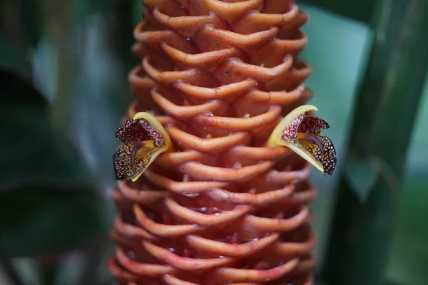 异国情调的热带植物 特写镜头 — 图库照片
