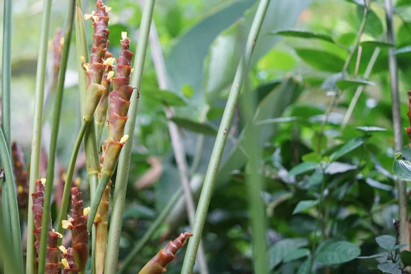 Plantas Tropicales Tallos Tiro Cerca — Foto de Stock