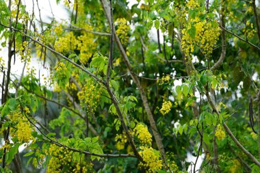 sarı çiçek açan çiçekler ile yemyeşil ağaç yaprakları