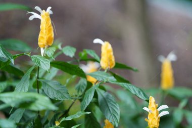 yeşil yaprakları ile sarı tropikal çiçek görüntüsünü kapatmak