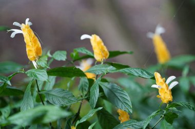yeşil yaprakları ile sarı tropikal çiçek görüntüsünü kapatmak