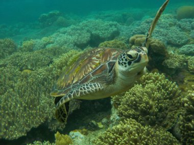 Okyanus vatandaşlar ilginç mercan ve derinlemesine kaplumbağa ile