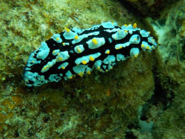 su altında yosunlu kaya üzerinde deniz sümüklüböcek