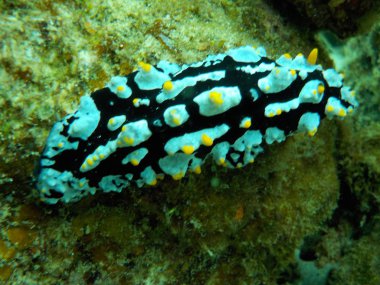 su altında yosunlu kaya üzerinde deniz sümüklüböcek