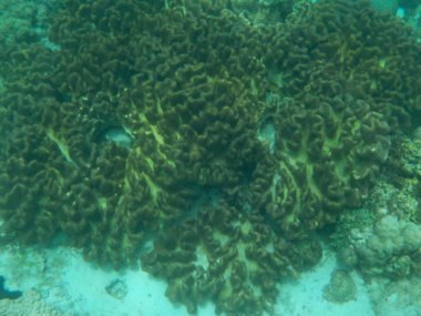 Okyanus vatandaşları ile derinlemesine ilginç mercan