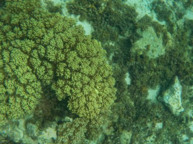 Okyanus vatandaşları ile derinlemesine ilginç mercan