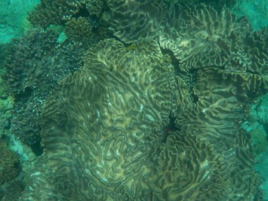 Okyanus vatandaşları ile derinlemesine ilginç mercan