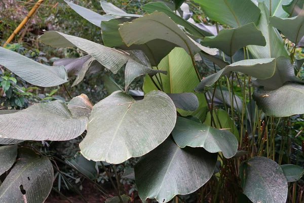 Arbusto Tropical Con Grandes Hojas Verdes — Foto de Stock