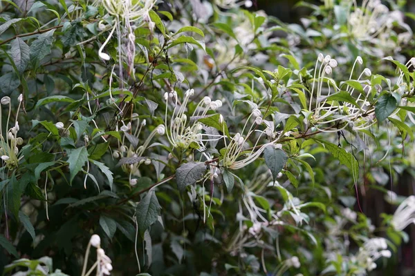 Exótico Follaje Árboles Tropicales Flores Blancas — Foto de Stock