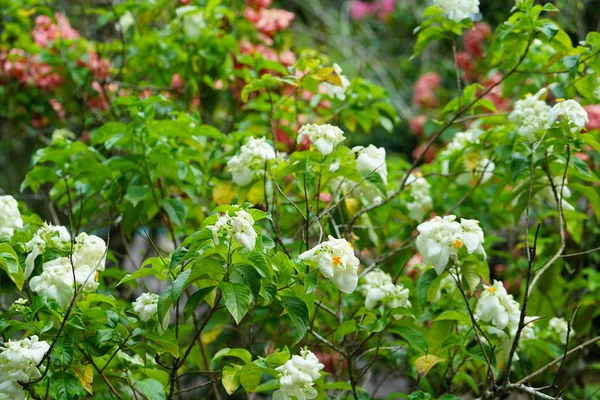 Vita Blommande Blommor Träd Med Grönt Bladverk — Stockfoto