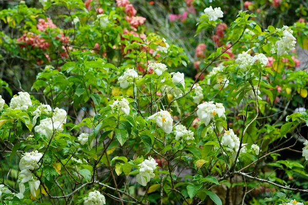 Flores Blancas Flor Árbol Con Follaje Verde — Foto de Stock