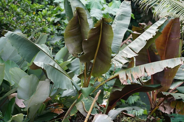 热带灌木与大绿叶 — 图库照片