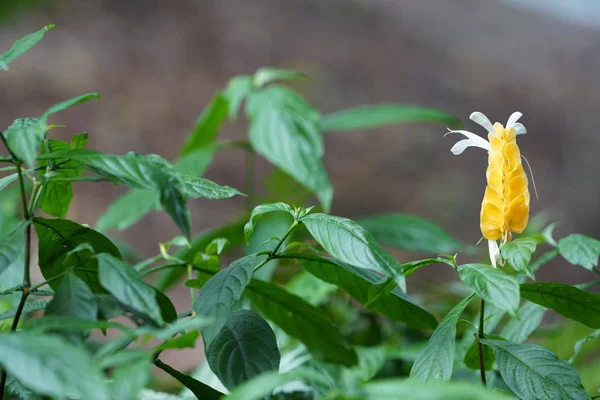 Крупным Планом Желтый Тропический Цветок Зелеными Листьями — стоковое фото