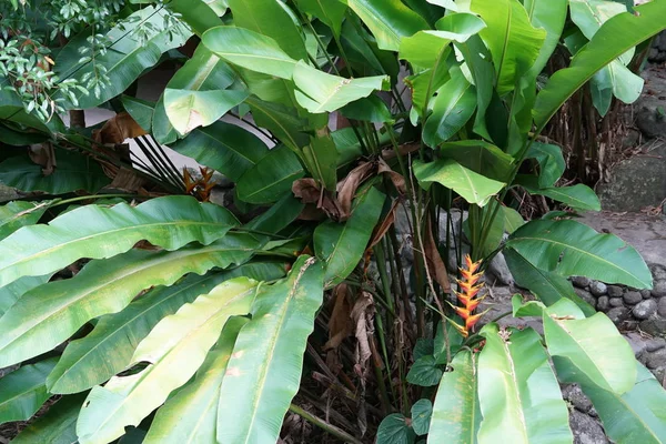 Tropical Bushes Big Lush Green Leaves — Stock Photo, Image