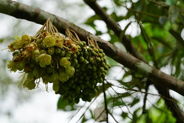 挂在树上的绿色热带花蕾 — 图库照片