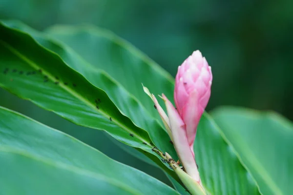 接近粉红色的热带花与绿叶拍摄 — 图库照片