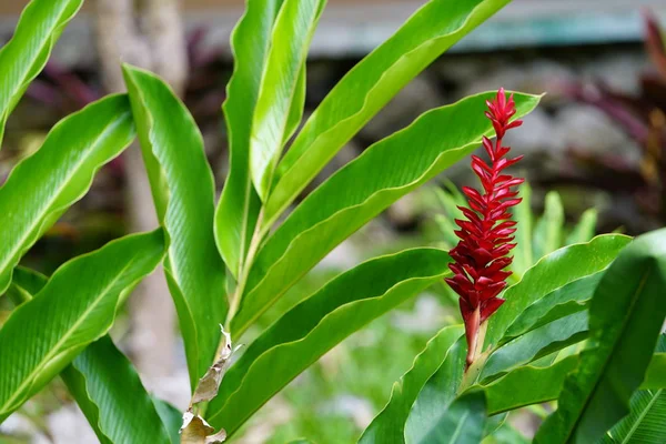 红色热带花与绿叶的特写镜头 — 图库照片