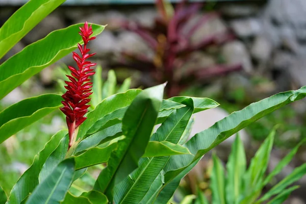 红色热带花与绿叶的特写镜头 — 图库照片
