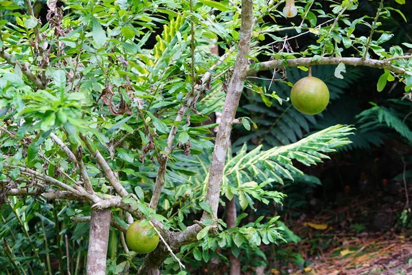 Agrumi Verdi Che Crescono Albero Primo Piano Colpo — Foto Stock