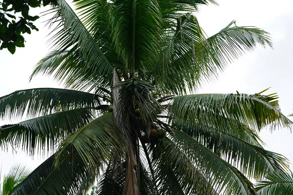 令人惊叹的自然景观与绿色植物和棕榈树 — 图库照片