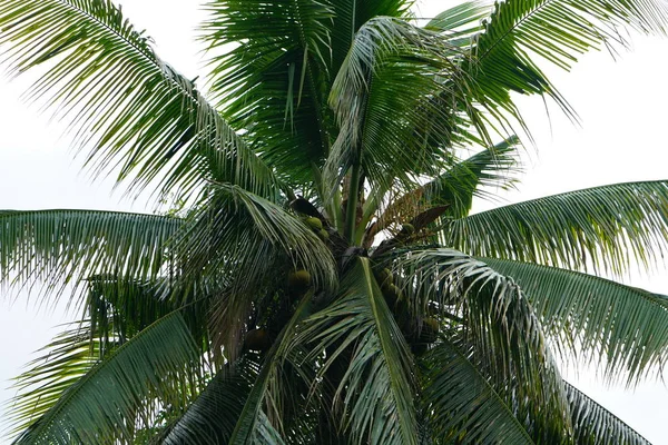View Lush Green Palm Foliage — Stock Photo, Image