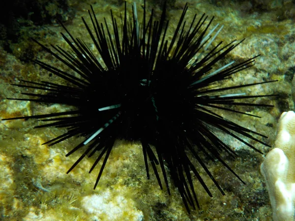 view of sea urchin in natural habitat under water