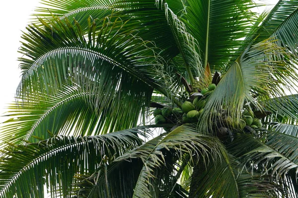 Exuberante Folhagem Verde Palma Céu Nublado — Fotografia de Stock