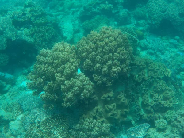 Ciudadanos Del Océano Con Corales Interesantes Profundidad — Foto de Stock
