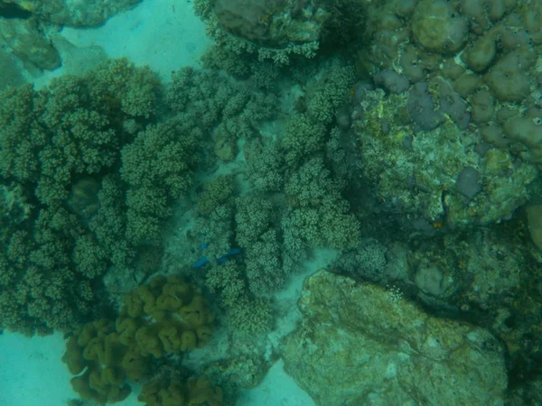 깊이에 흥미로운 산호와 — 스톡 사진