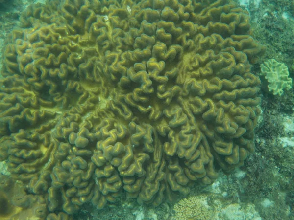 Ciudadanos Del Océano Con Corales Interesantes Profundidad —  Fotos de Stock