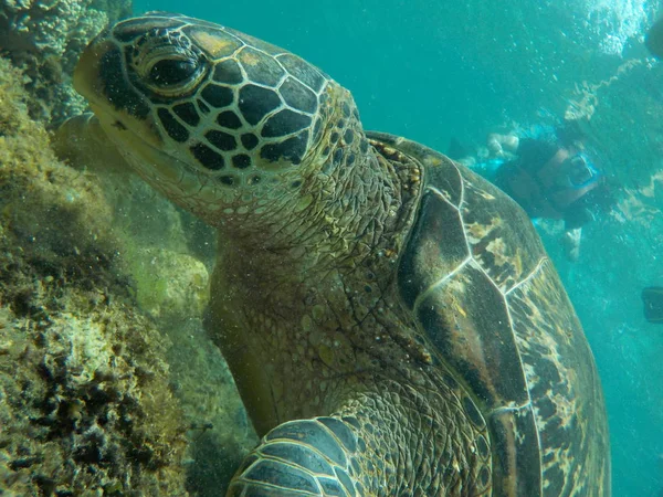 Ocean Obywateli Ciekawych Korale Żółwia Głębi — Zdjęcie stockowe