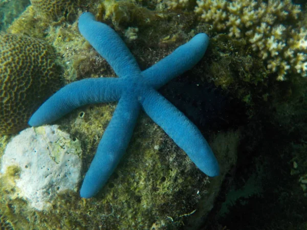 Vue Étoile Mer Bleue Dans Habitat Naturel Sous Eau — Photo