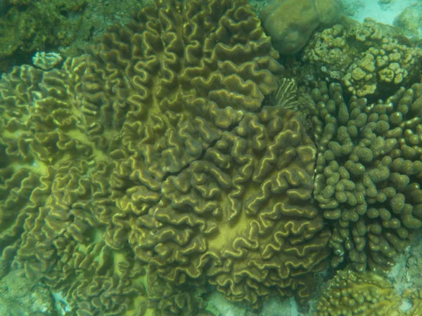 Okyanus vatandaşları ile derinlemesine ilginç mercan