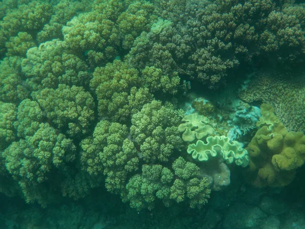 Ciudadanos Del Océano Con Corales Interesantes Profundidad — Foto de Stock