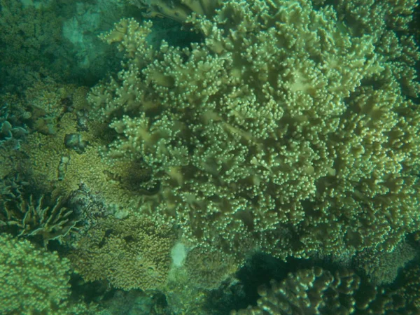 Ocean Citizens Interesting Corals Depth — Stock Photo, Image