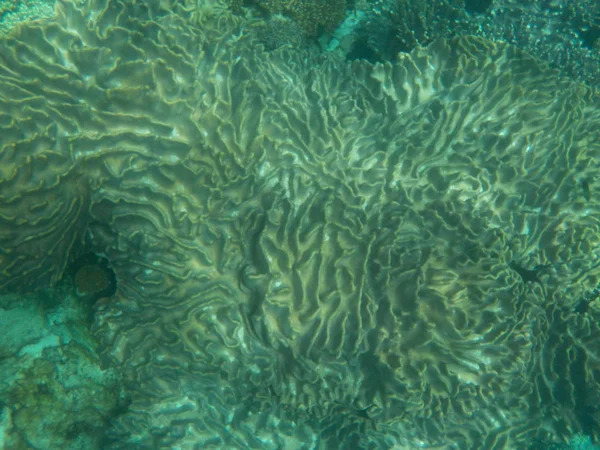 Океанські Громадяни Цікавими Коралами Глибоко — стокове фото