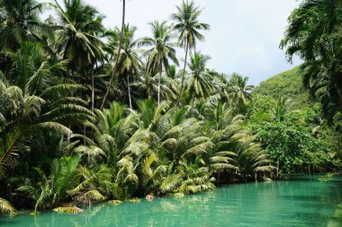 yemyeşil yeşil palmiye ağaçları ve tropik Nehri üzerinde çalı