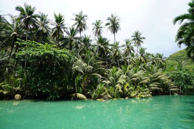yemyeşil yeşil palmiye ağaçları ve tropik Nehri üzerinde çalı