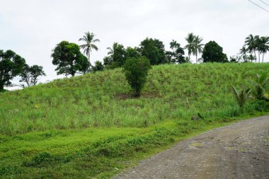 Yeşillik ve ağaçları ile şaşırtıcı doğa manzara