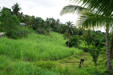 genç boğa avuç içi altında yeşillikler içinde otlatma
