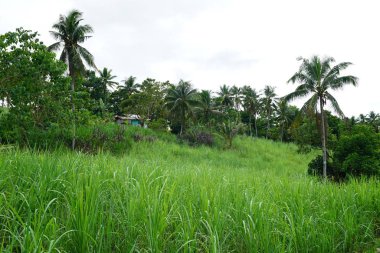 Yeşillik ve ağaçları ile şaşırtıcı doğa manzara