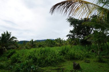 Yeşillik ve ağaçları ile şaşırtıcı doğa manzara
