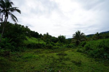 Yeşillik ve ağaçları ile şaşırtıcı doğa manzara