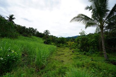 Yeşillik ve ağaçları ile şaşırtıcı doğa manzara