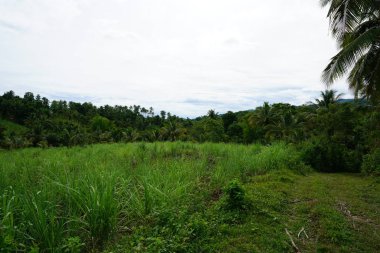 Yeşillik ve ağaçları ile şaşırtıcı doğa manzara