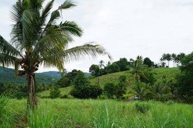 Yeşillik ve ağaçları ile şaşırtıcı doğa manzara