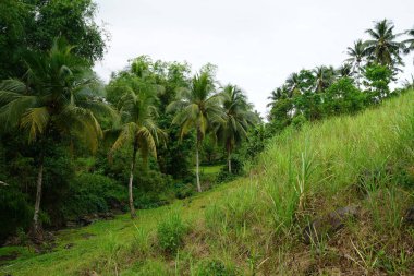 Yeşillik ve ağaçları ile şaşırtıcı doğa manzara