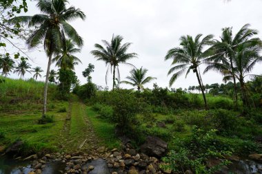Yeşillik ve ağaçları ile şaşırtıcı doğa manzara