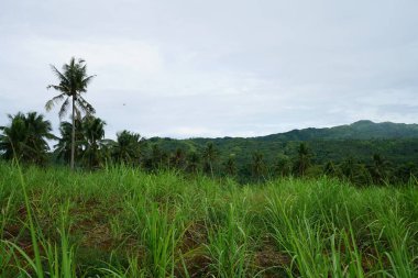 Yeşillik ve ağaçları ile şaşırtıcı doğa manzara